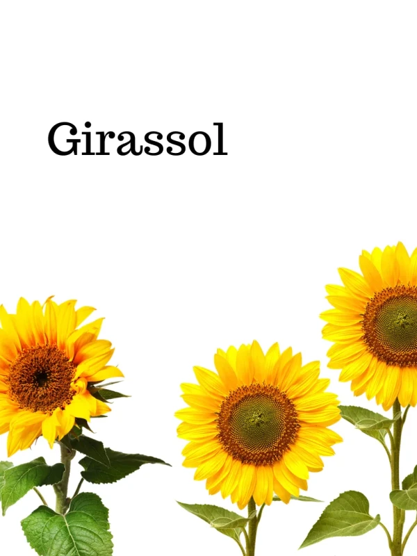 Girassol
